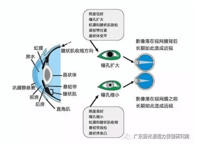 野光源视力教练灯健眼原理