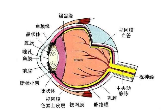 眼球结构