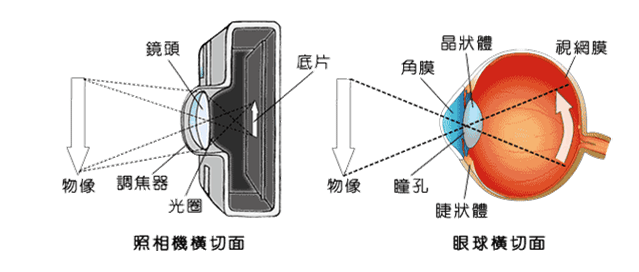 眼睛成像原理