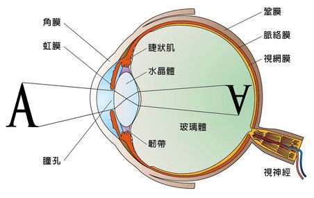 眼睛结构